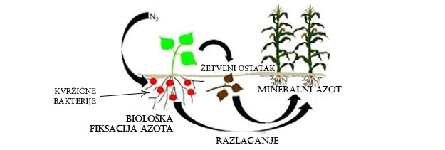 azot_fiksacija.jpg