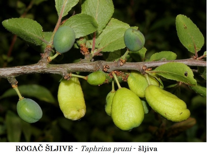 pocket-plum-taphrina-pruni-001-001_2020-04-29.jpeg